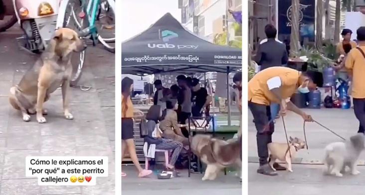 Perro callejero mira con tristeza a otros que sí tienen dueños que los cuiden