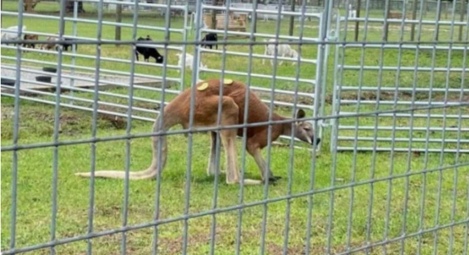 Canguro ataca a una persona en un zoológico y causa pánico por la forma como terminó