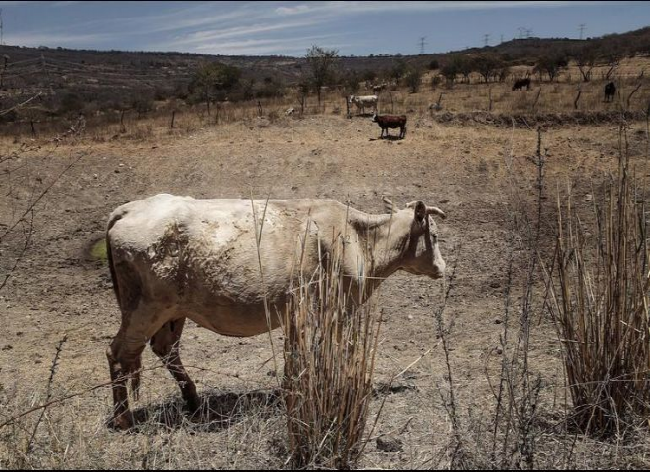 Hasta 100 cabezas de ganado han muerto en Querétaro por la sequía