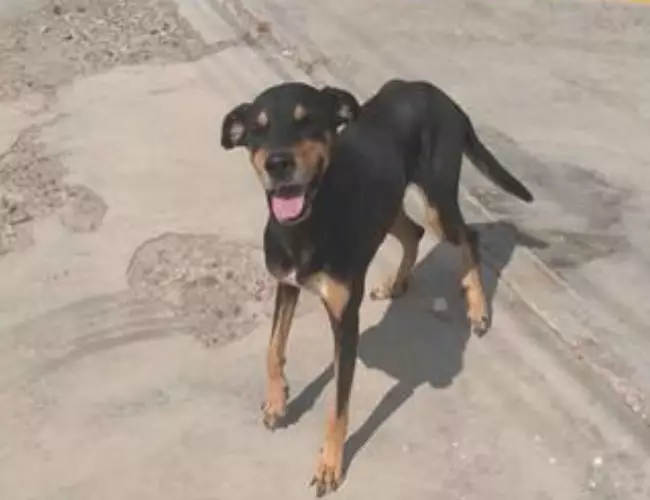 Mira la reacción de un perrito callejero al saber que le regalarán croquetas