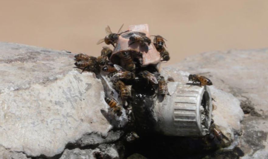 Sinaloa: Abejas mata hombre que las molestó cerca de su casa