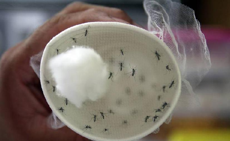 No sólo es Covid-19, no olviden prevenirse de el zika, dengue y chikungunya