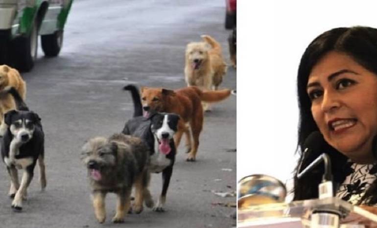 Cruel propuesta de diputada de Morena: matar perros y gatos callejeros en Puebla