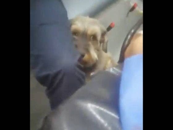 (VÍDEO) Perrito persigue a ambulancia que llevaba a su dueño al hospital