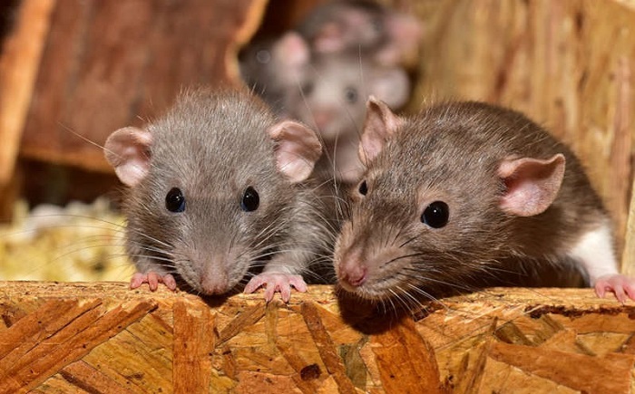 Detectan 1er. caso de hantavirus en Michigan, virus transmitido por roedores