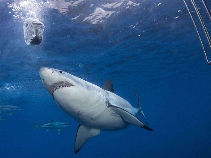 Piratas chinos amenazan al Tiburón Blanco en México