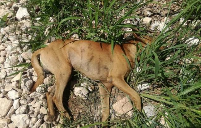 Exigen castigo a responsables de envenenar animales en Mérida