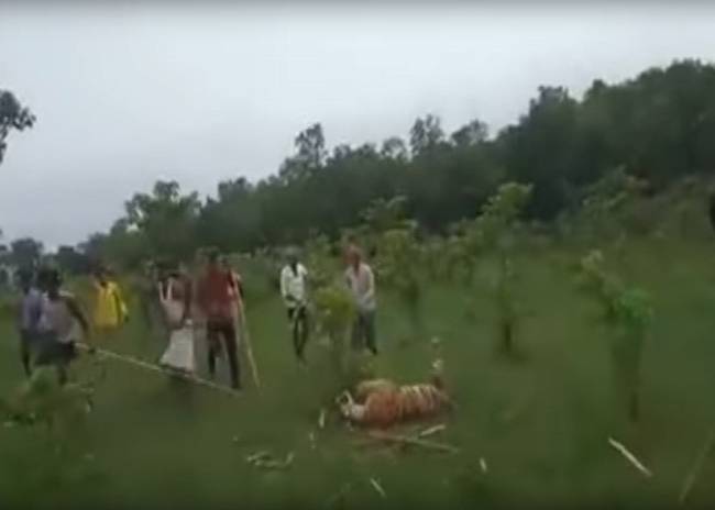 VIDEO: Multitud mata a una trigresa en la India