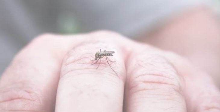 Según científicos los mosquitos pican más a quienes toman cerveza