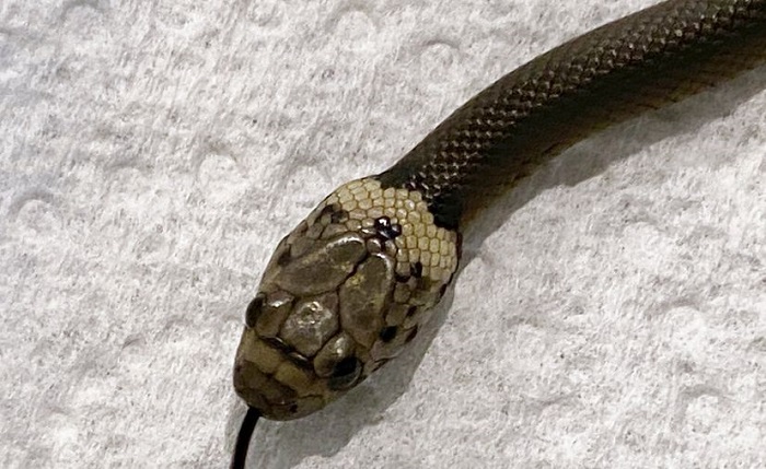 Cliente de supermercado halla una serpiente en su lechuga
