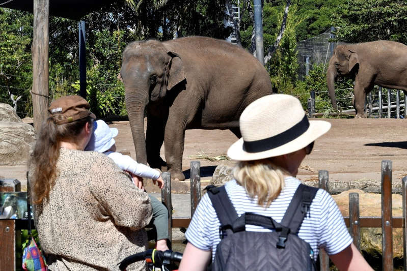 Sudáfrica: Elefante embiste a supuesto cazador ilegal
