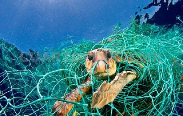 Tamaulipas: Mueren 125 tortugas en redes de pesca prohibida