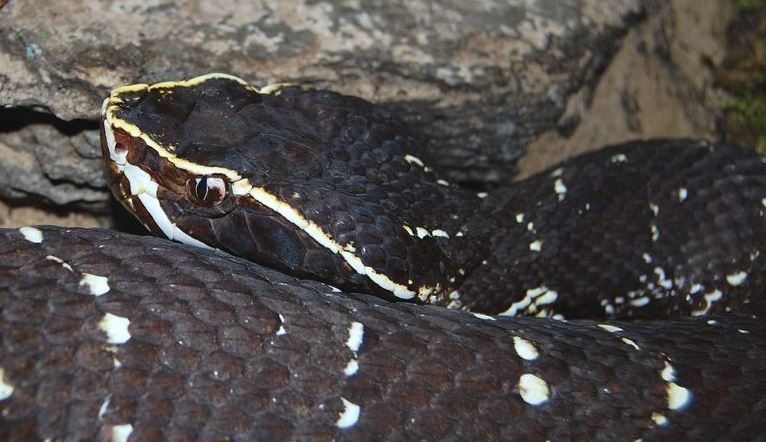 National Geographic: La huolpoch es la serpiente más venenosa de Yucatán