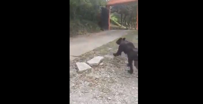 (VIDEO) Ven a oso negro desnutrido merodeando en Nuevo León