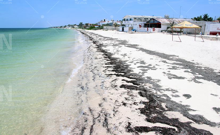 Yucatán: Playas prácticamente vacías en estos día de pandemia