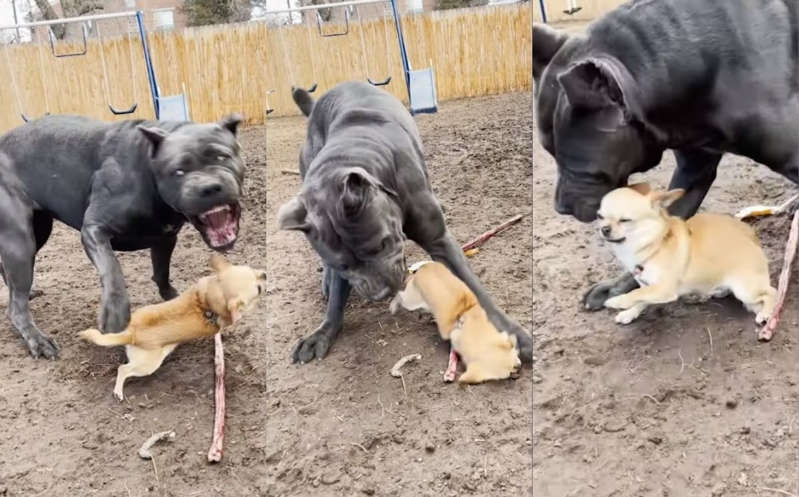 (VÍDEO) Perrito chihuahua intenta atacar a un perro más grande, lo pisan y se va llorando