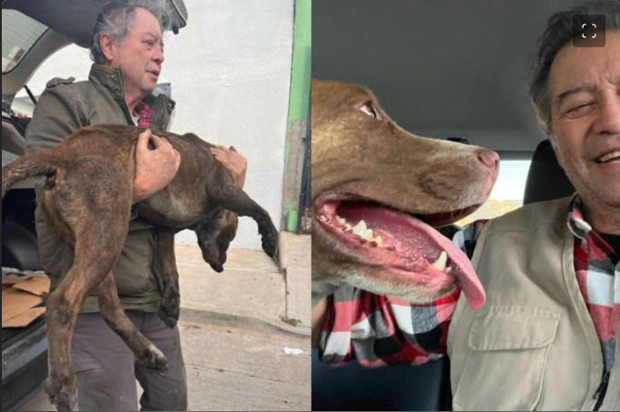 Tijuana: Muere perrito de Jaime Martínez Veloz por pirotecnia en esta Navidad