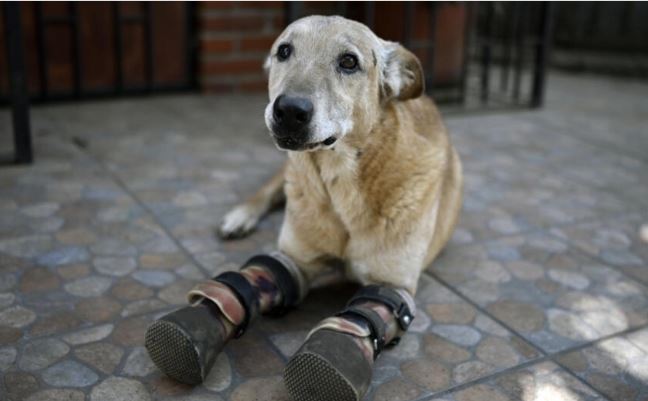 Perro mexicano, víctima del narco, ahora compite por un premio en EE.UU.