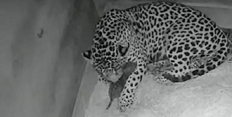 Nace primer jaguar por inseminación artificial, pero lo devora su madre