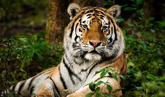 Tigre de Bengala, el enorme felino que domina en las selvas de la India