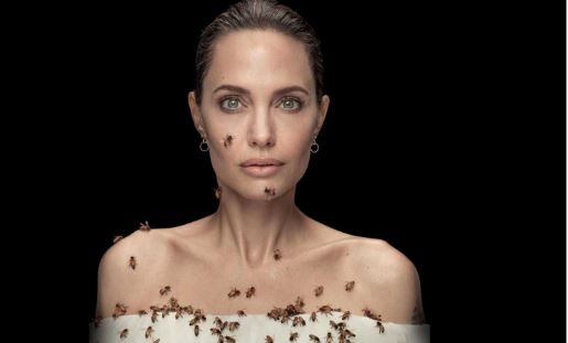 Angelina Jolie defensora de la Abeja Melipona: "Mujeres por las abejas"