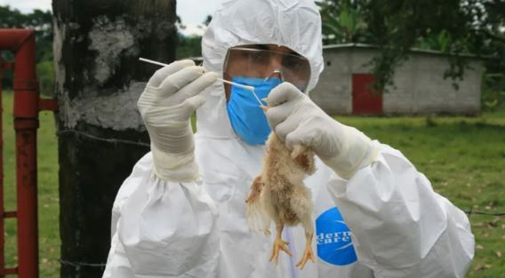 ¡Alerta! Influenza aviar ya está en México; no sólo afecta a aves, también a humanos