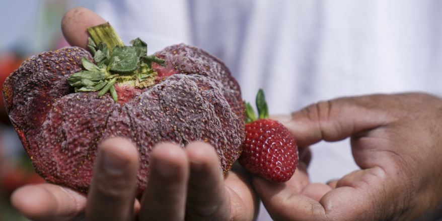 VIDEO: Fresa gigante cultivada en Israel entra en el libro Guinness