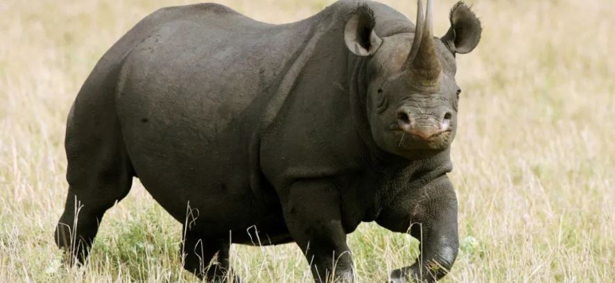 El rinoceronte negro más viejo del mundo muere a los 57 años de edad