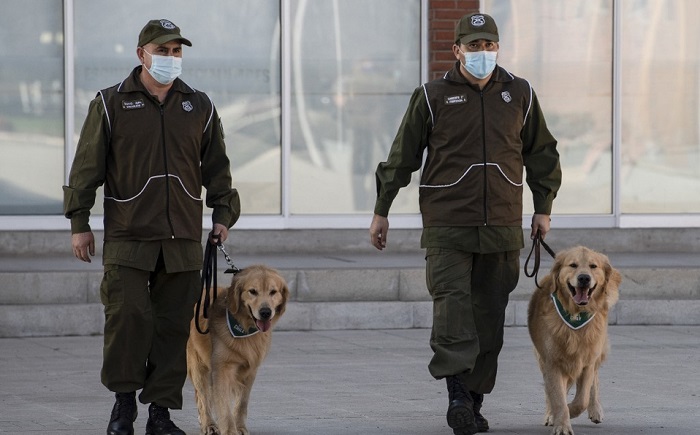 Entrenan a perros en Chile para detectar a personas con coronavirus
