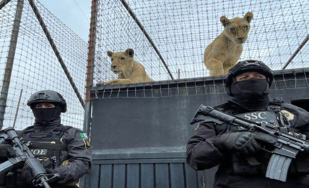 Policía asegura predio con leones maltratados