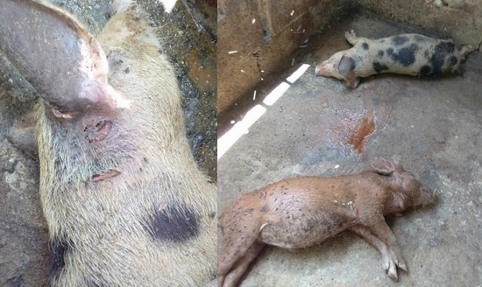 Extraña muerte de cerdos en comisaría de Ticul ya es preocupante