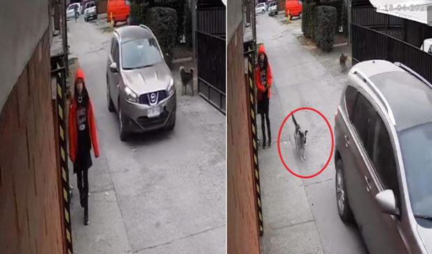 (VIDEO) "Héroe de 4 patas": Perro callejero salva a una niña de ser secuestrada