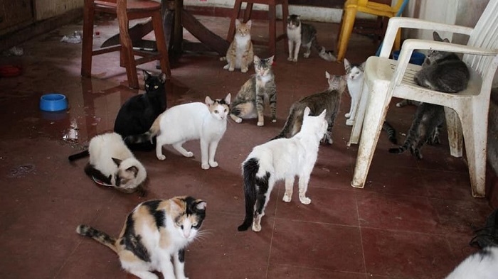 Mérida: Buscan hogar a 60 gatos; murió su dueña