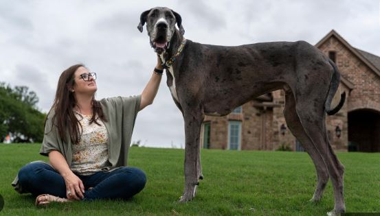 Zeus, considerado el perro más grande del mundo