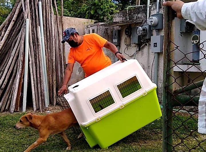 ¡De vuelta a "casa"! Cultur regresa a Chichén, esterilizado y limpio, al primer perrito de Kukulkán atrapado