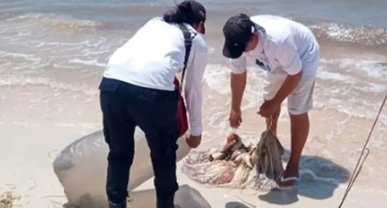 Semar asegura 20 kilos de pulpo en Yucatán