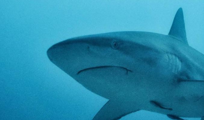 (VIDEO) Ataque de tiburón deja cuatro heridos en isla de Texas