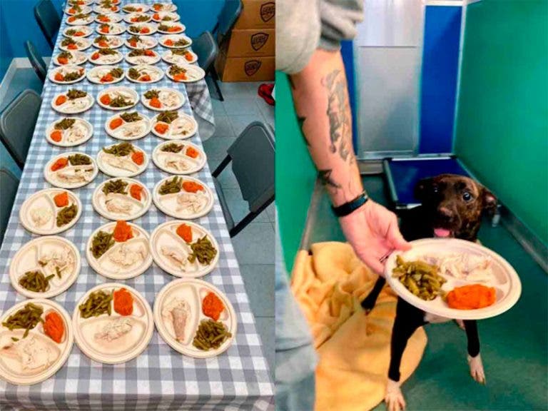 Refugio de animales realiza cena de ‘Acción de gracias’ a perritos