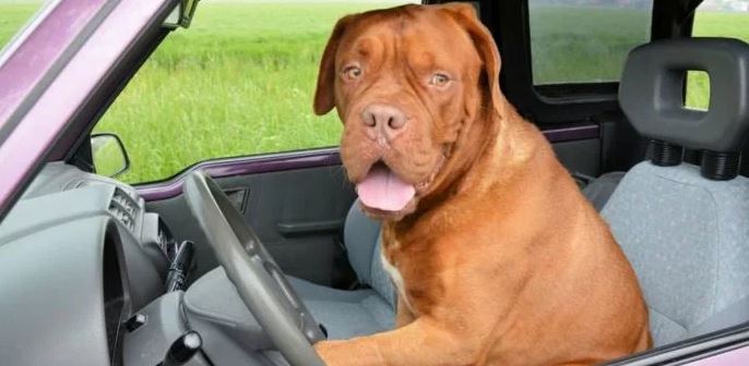 "Detienen" a perro que “conducía” en calles de Florida