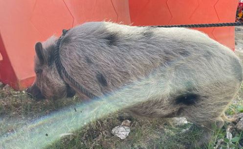 La SSP Yucatán rescata y resguarda a cerdito que deambulaba por calles de Mérida