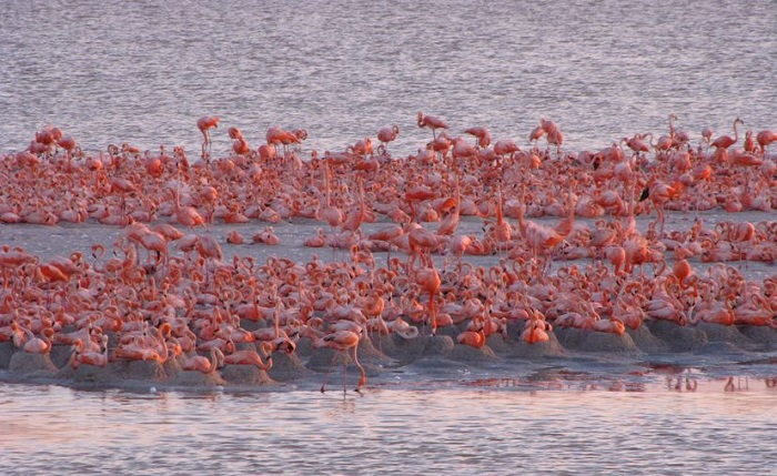 Yucatán, con menos áreas naturales protegidas de la Península