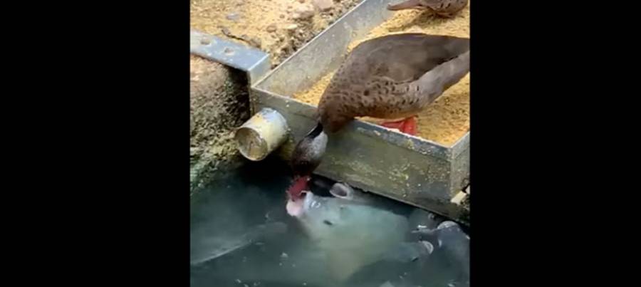 VIDEO: ¡Insólito! Pato da de comer a peces hambrientos