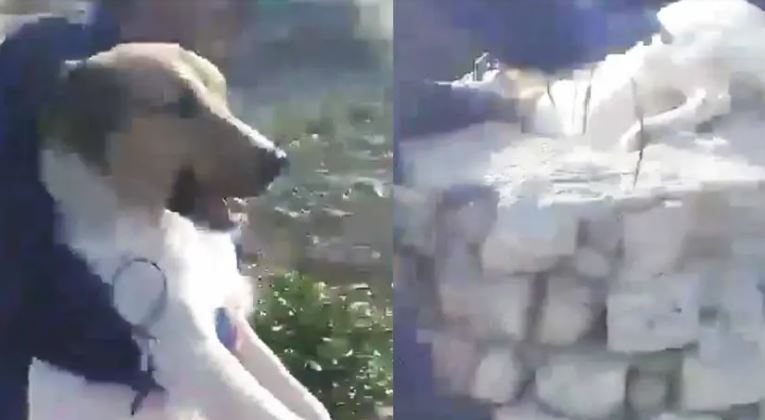 (VIDEO) León: Jóvenes amarran y lanzan a perro a un pozo y se burlan de su dolor