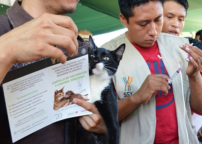 Yucatán: Cuida a tus mascotas, lo puedes vacunar gratis ¡Hoy, último día!