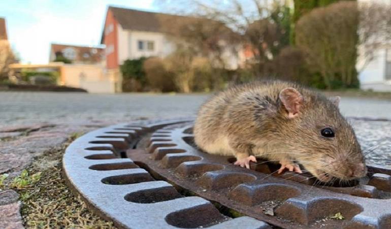 VIDEO: Rata gorda se atoró en una tapa de alcantarilla y no la mataron ¡la rescataron!