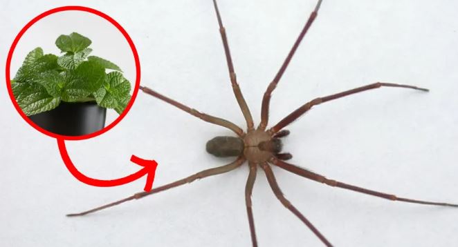 Con estas plantas puedes alejar a la venenosa araña violinista de tu hogar