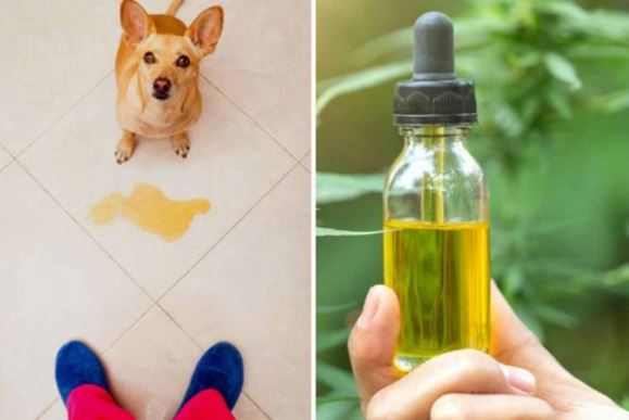 Inventan remedio casero para que perros y gatos no se orinen en tu casa