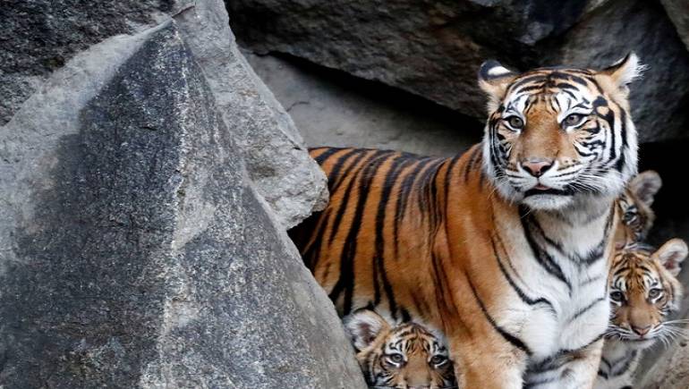 Un tigre hiere gravemente a la empleada de un zoo en Kansas