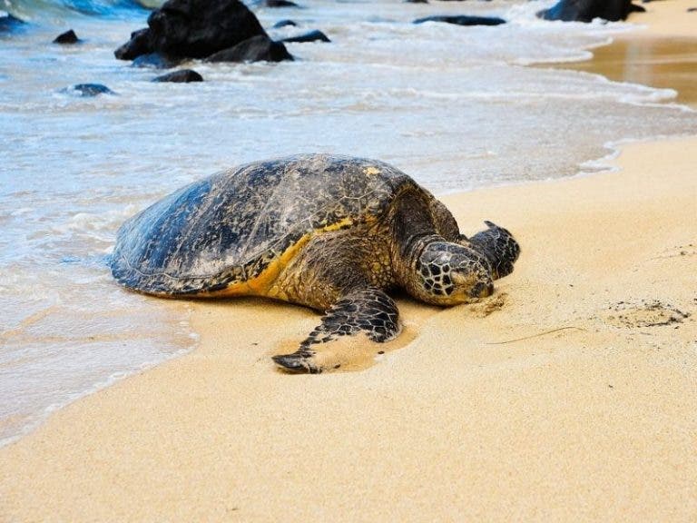 Video de joven golpeando a una tortuga indigna a usuarios de Internet