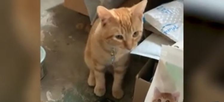 (VÍDEO) Gatito causa sensación por 'hablar' con sus dueños